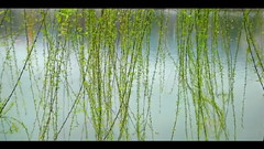 音乐短片 - 江南柳