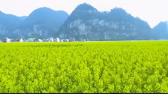 音乐短片,风景 - 都匀凯口油菜花
