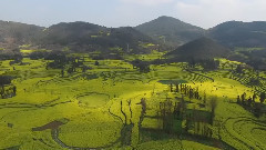 音乐短片,风景 - 罗平油菜花