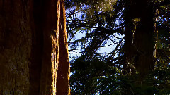 音乐短片 - Dawn Redwood