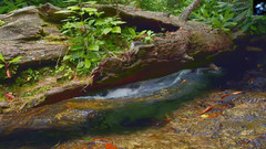 音乐短片 - Live Nature