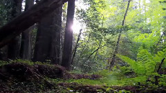 音乐短片 - Spirituality