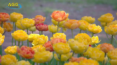 音乐短片 - いつも何度でも