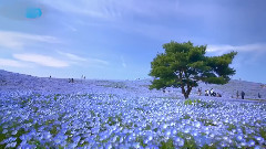 音乐短片 - 此地他方