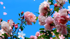 Andre Rieu - Love Live Forever