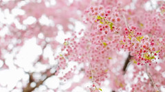 Andre Rieu,音乐短片 - The music of the Night