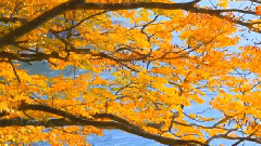 音乐短片 - A Breathtaking Piano Piece