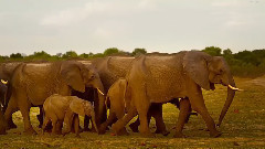 音乐短片 - 蛮荒勇士