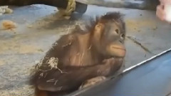 音乐短片 - Маймунката схвана фокуса !