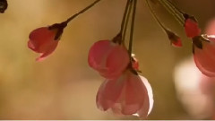 音乐短片,风景 - 我会守候你(海棠花溪花正浓)