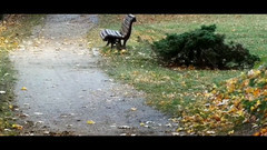 音乐短片 - 祈祷(蓝色生死恋)