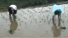 音乐短片 - 思乡曲