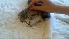 音乐短片 - The Hostess Gently Massage The Cat's Ear