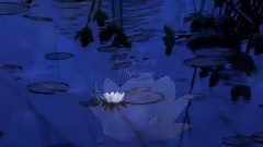 New - Night bloom (relaxing, peaceful music)