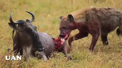 音乐短片 - 角马,斑马,黑斑羚