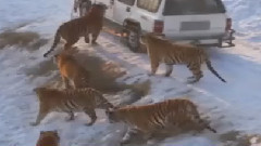 音乐短片 - 哈尔滨虎园