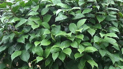 音乐短片 - 雨中飘荡的回忆