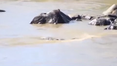 音乐短片 - 最神奇的野生动物攻击 4 狮子,老虎,蟒蛇,鹿,鳄鱼