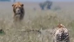 音乐短片 - 惊人的动物拯救