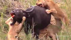 音乐短片 - 最神奇的野生动物攻击,大战役动物真正的战斗