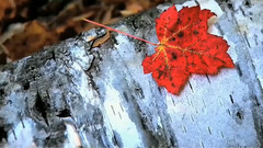 音乐短片 - Reminiscence