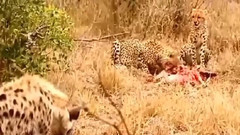 音乐短片 - 当猎物反击