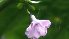 音乐短片 - 万泉河水清又清