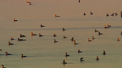 音乐短片 - 温暖的湿地家园