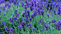 音乐短片 - 世界美景博览:薰衣草之乡法国普罗旺斯