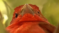 音乐短片 - 树的乐章