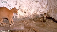 音乐短片 - 疯狂的蛇打架