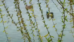 音乐短片 - 思丝入扣