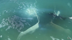 音乐短片 - Boy On A Dolphin