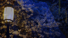 音乐短片 - Angel's Whisper