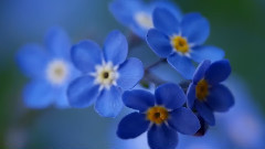 音乐短片 - Last Falling Leaves