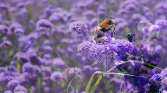 音乐短片 - 薰衣草之乡中国新疆伊犁