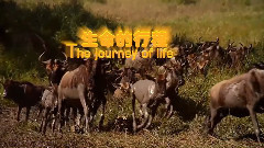 音乐短片 - 生命的行程