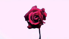 音乐短片 - 夏日最后的一朵玫瑰
