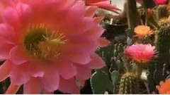 风景 - 2016年我的Echinopsis-Hybride Goldrose'和仙人掌