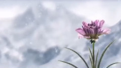 New,音乐短片 - An Adagio