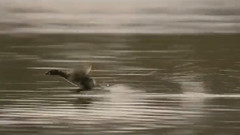 音乐短片 - 拉威尔:水之嬉戏