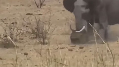 音乐短片 - 疯狂动物打架-狮子,鳄鱼,蟒蛇,鹿,