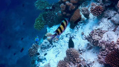 音乐短片 - 世界美景博览 梦幻马尔代夫