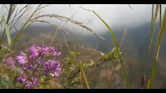 音乐短片,风景 - 谁人知此味