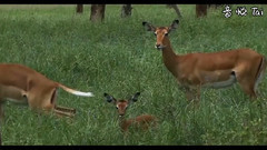 音乐短片 - 狒狒Vs豹,鹿,鳄鱼,蟒蛇