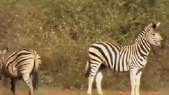 音乐短片 - Inventory Prey Shocking Counter Attack