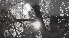 音乐短片 - 苍白的浅影