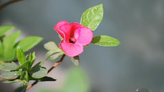 音乐短片 - Sincerely thank you