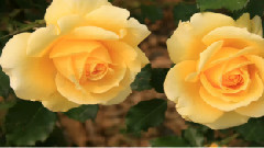 音乐短片 - 我们依赖的世界