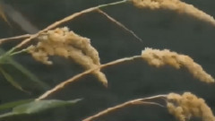 音乐短片 - 忘尽心中情